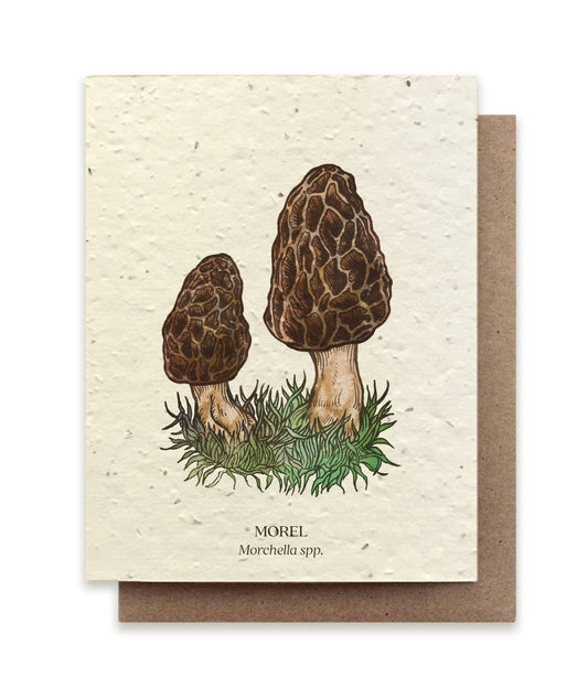 Morel Wild Mushroom Greeting Card - Plantable Seed Paper